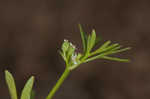 Butler's sandparsley